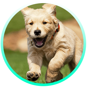 Clínica Veterinària Rodamón cachorro de Golden Retriver