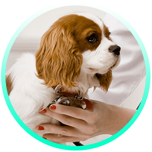 Clínica Veterinària Rodamón cachorro en veterinario