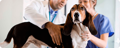 Clínica Veterinària Rodamón veterinarios revisando a un perro